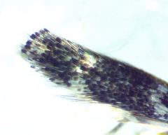 Elachista illectella