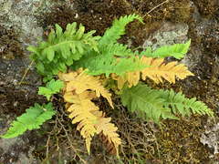 Polypodium hesperium