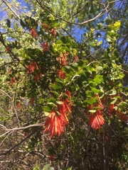 Tristerix corymbosus