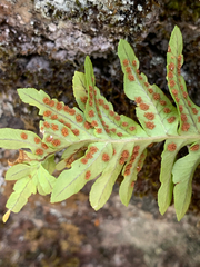 Polypodium hesperium