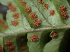Polypodium hesperium