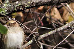 Zonotrichia albicollis