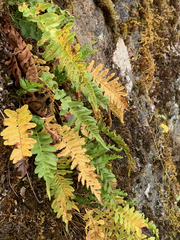 Polypodium hesperium