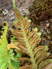 Polypodium hesperium