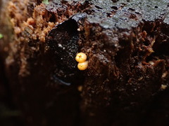 Sphaerobolus stellatus