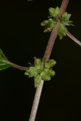 Parietaria debilis