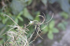 Epilobium lanceolatum