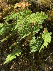 Polypodium hesperium