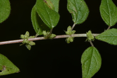 Parietaria debilis