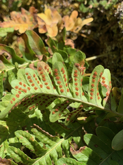 Polypodium hesperium
