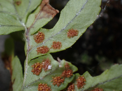 Polypodium hesperium