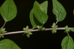 Parietaria debilis