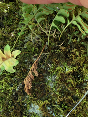 Polypodium hesperium