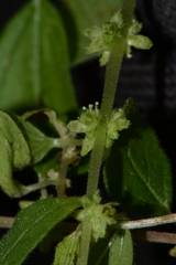 Parietaria debilis