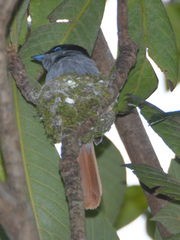 Terpsiphone bourbonnensis