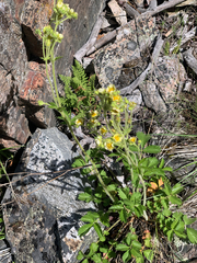 Drymocallis convallaria