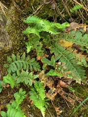 Polypodium hesperium