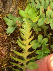 Polypodium hesperium