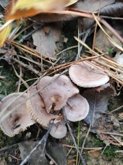 Lactarius trivialis