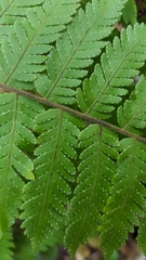 Arthropteris orientalis