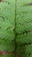 Arthropteris orientalis