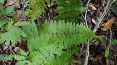 Arthropteris orientalis