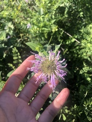 Monarda fistulosa