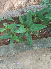 Tabernaemontana divaricata