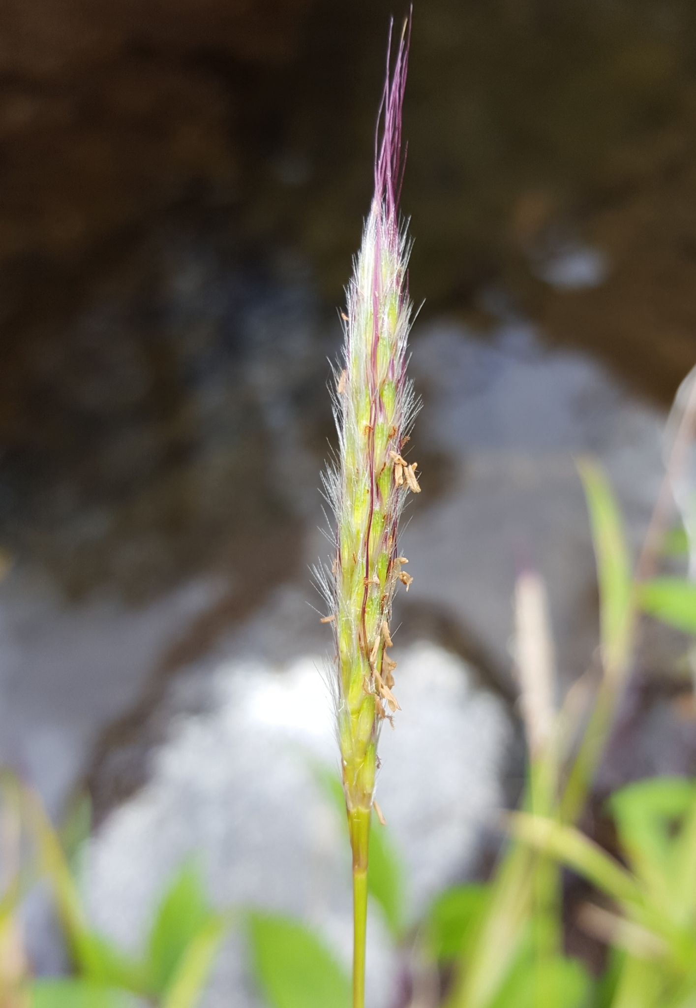 (c) François Rousseu, certains droits réservés (CC BY-NC) https://www.inaturalist.org/observations/98524195