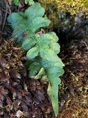 Polypodium hesperium