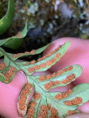 Polypodium hesperium