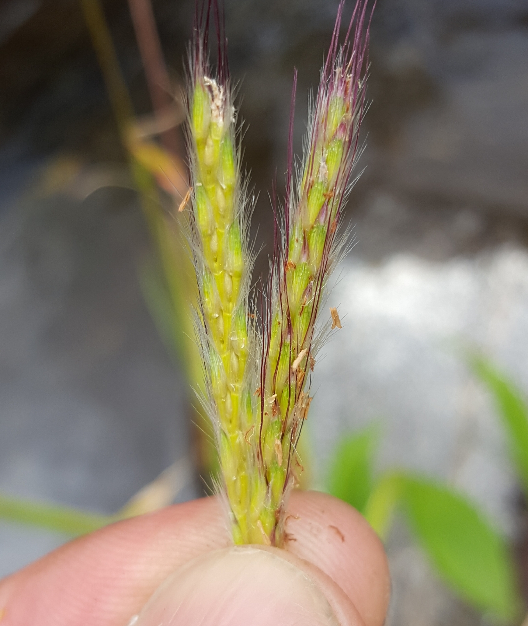 (c) François Rousseu, certains droits réservés (CC BY-NC) https://www.inaturalist.org/observations/98524195