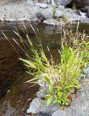 Ischaemum koleostachys