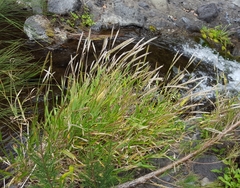 Ischaemum koleostachys