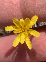 Nothocalais troximoides