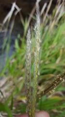 Ischaemum koleostachys
