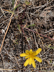 Nothocalais troximoides