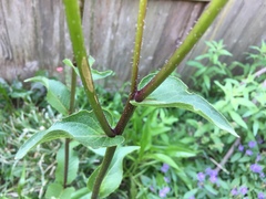 Silphium integrifolium