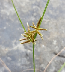 Cyperus flavidus