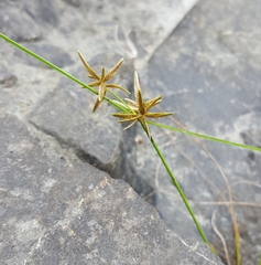 Cyperus flavidus