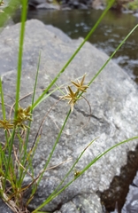 Cyperus flavidus
