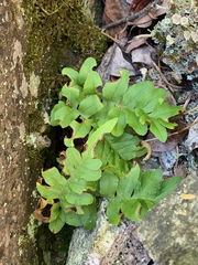 Polypodium hesperium