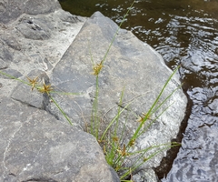 Cyperus flavidus