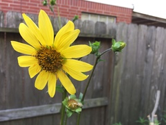 Silphium integrifolium