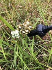 Asclepias cultriformis