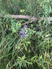 Symphyotrichum novae-angliae