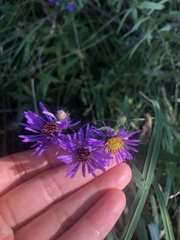Symphyotrichum novae-angliae