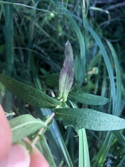 Symphyotrichum novae-angliae