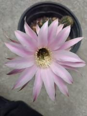 Echinocactus