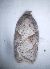 Acleris maccana